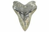 Bargain, Fossil Megalodon Tooth - North Carolina #368428-1